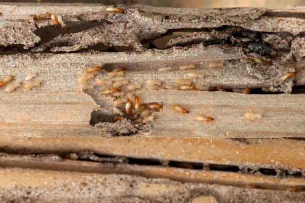 Best Flea Control Services  in Palisade, CO